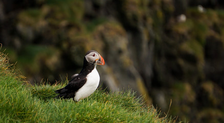 The iconic puffin with a mouthful of sand eels in South Iceland