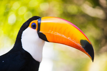 Naklejka premium colorful toucan 2