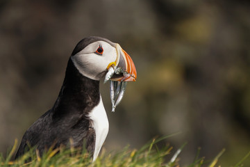 The iconic puffin with a mouthful of sand eels in South Iceland