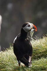 The iconic puffin with a mouthful of sand eels in South Iceland