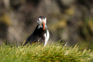 The iconic puffin with a mouthful of sand eels in South Iceland