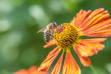 Honey bee covered with yellow pollen drink nectar, pollinating orange flower. Inspirational natural floral spring or summer blooming garden or park background. Life of insects. Macro close up