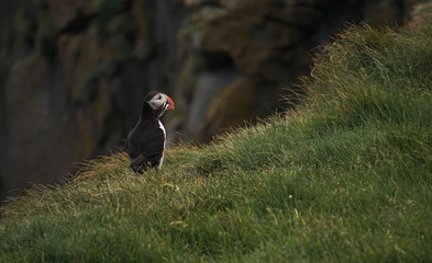 The iconic puffin with a mouthful of sand eels in South Iceland