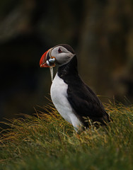 The iconic puffin with a mouthful of sand eels in South Iceland