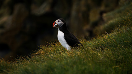 The iconic puffin with a mouthful of sand eels in South Iceland
