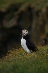 The iconic puffin with a mouthful of sand eels in South Iceland