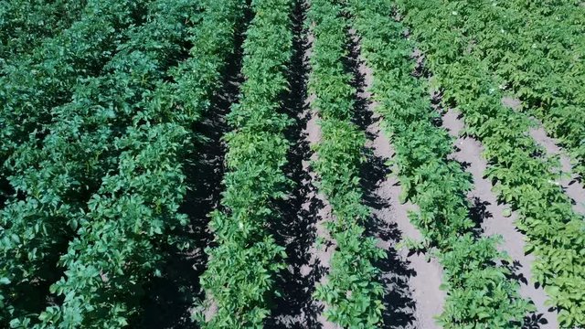 Potato Field Aerial View. Rows of Potatoes in a Field Aerial Dron Shoot. Rows of Green and Organic Potatoes Growing on a Farm on Sunny Summer Day. Green Field of Flowering Potatoes. Young Potatoes Bef