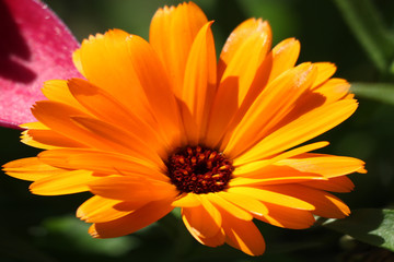 Flower with leaves Calendula