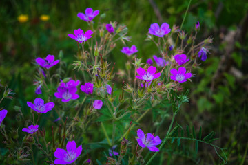 Wood cranesbill, woodland geranium, Geranium sylvaticum.