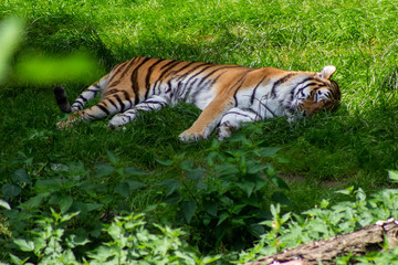 Schlafender Tiger im Gras