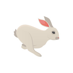 Cartoon rabbit vector isolated icon. Fine bunny pet.