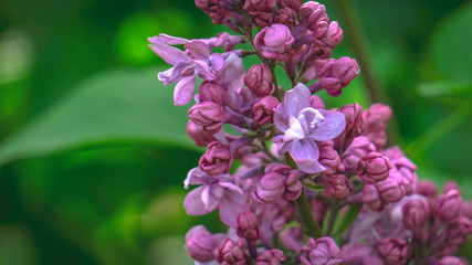 Obraz premium Pink inflorescence. bloom, flowering, blossom, blossoming, flower 