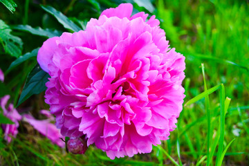 Pink Peony Flower. Perennial plant with large beautiful flowers. Close-up.