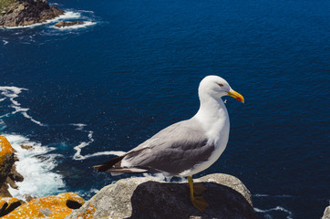 Seagull perched on rock facing the sea. Cíes Islands, Galicia, Pontevedra, Vigo.