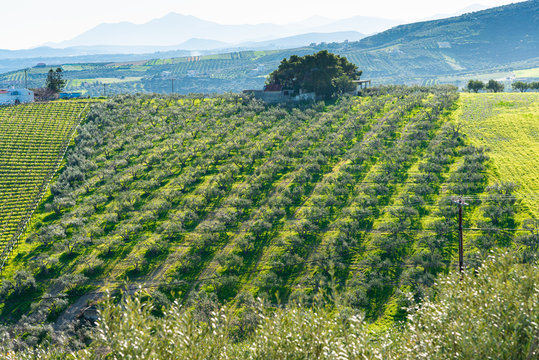 Archanes region rural landscape with olive tree groves and grapvines in Heraklion, Crete, Greece. - Powered by Adobe