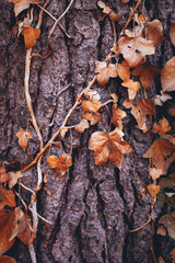 AUTUMN BROWN LEAVES ON TREE TRUNK