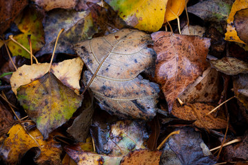 AUTUMN FALLEN LEAVES ON THE GROUND