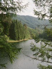 Calm and peaceful shore of a lake with pine trees in foreground