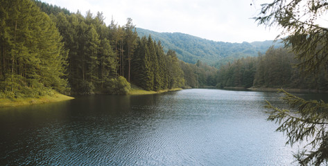 Calm and peaceful shore of a lake with pine trees in the background