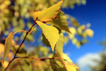 autumn landscape with river and trees
