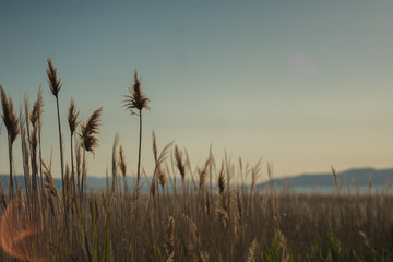 Salt Lake Reeds