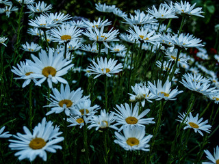 daisies meadow in the garden