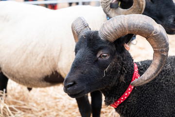Goat face with horns.