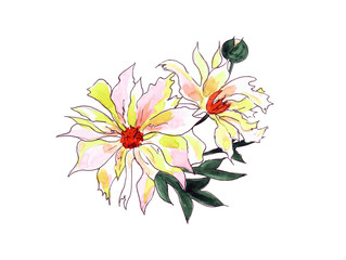 Flower watercolor illustration. Delicate peony branch with flowers isolated on white background. Illustration for design, background or print.