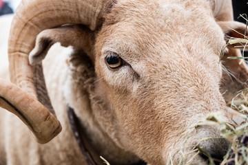 Goat face with horns.