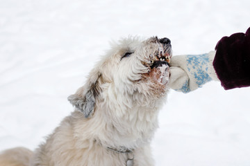 Feeding dog by owner hand. South Russian Shepherd Dog for a walk in wintertime.