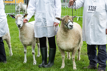 Goat handlers showing livestock at Royal Three Counties Show Hereford.