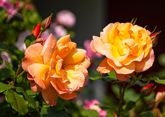 Yellow roses in the garden
