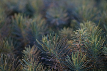 Naklejka na ściany i meble Abstract closeup photo of pinyon pine needle clusters