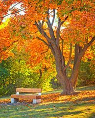 Bench in autumn