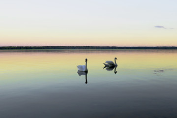 beautiful two white swans on the lake