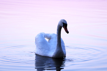 swan on blue lake water in sunny day, swans on pond, nature series