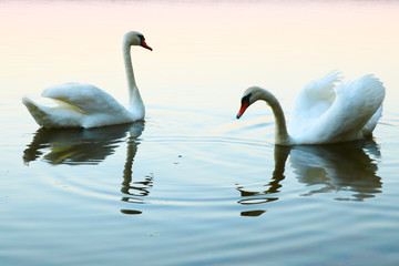 Two kissing swans on blue water. Birds represent heart as a wedding and love symbol