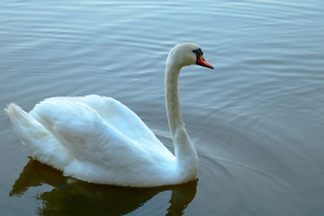 Close up of white swan swim in water scene