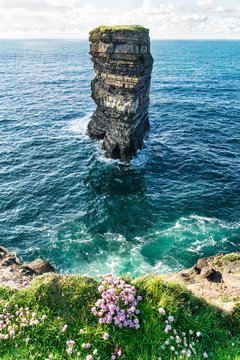 Dun Briste Sea Stack and Cliff Flowers