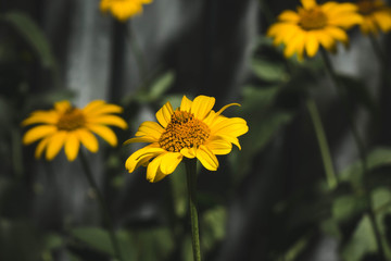 Doronikum large yellow garden chamomiles