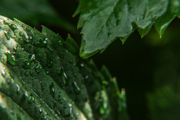 Drops of rain water on green grape leaves in vineyard. Inspirational natural floral spring or summer farming garden background. Viticulture wine industry