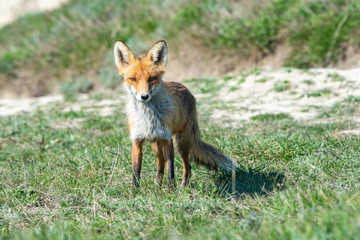 Naklejka na ściany i meble Stripped and hungry fox in the meadow