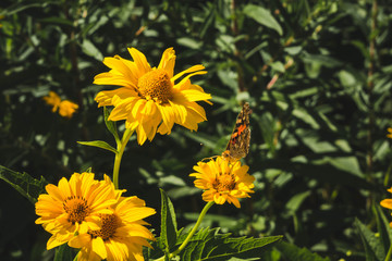 Doronikum large yellow garden chamomiles