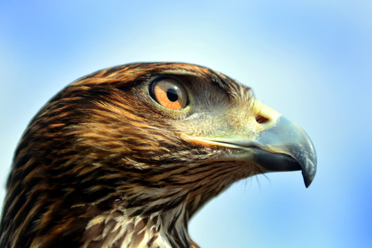Closeup of Harris's hawk bird of prey. Bird strike prevention on Salgado Filho International Airport, in Porto Alegre, Brazil