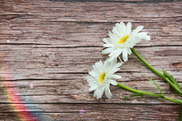 Obraz premium Daisies on a wooden background. copy space.