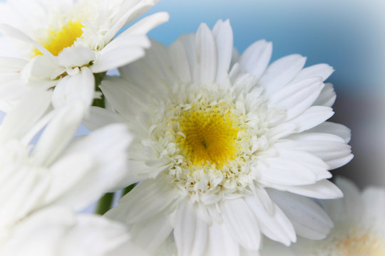 Bouquet of white field daisies on a blue blurred background. Flowers with white petals and yellow pistols close-up photographed with soft focus. Summer composition. Copy space.