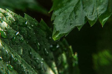 Drops of rain water on green grape leaves in vineyard. Inspirational natural floral spring or summer farming garden background. Viticulture wine industry