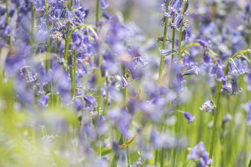field of blue bells close up
