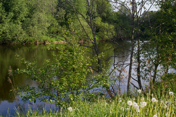 forest small river landscape in summer