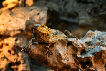 Bearded dragon resting on a rock